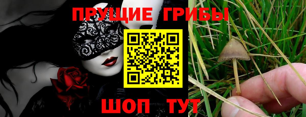 Псилоцибиновые грибы Psilocybe Майский